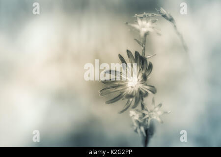 Artistiche foto in bianco e nero di un millefiori. soft focus, colori pastello, toni caldi. Foto Stock