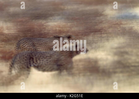 Ghepardo (Acinonyx jubatus) due individui il roaming all'alba. Deserto Kalahari, Kgalagadi Parco transfrontaliero, Sud Africa. Foto Stock