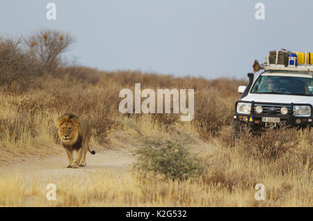 Lion (Panthera leo). Nero-maned Kalahari maschio e di veicoli turistici. Per maggiore comodità, i Lions preferiscono di gran lunga a camminare sulla strada che nel bush spinoso Foto Stock