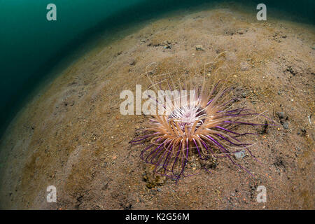 Tubo-abitazione (Anemone Cerianthus sp.) su un pendio di sedimenti di origine vulcanica. Foto Stock