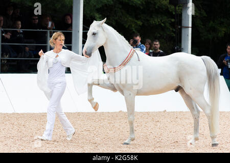 Arabian Horse. Cavallo grigio di eseguire gli spagnoli a piedi in liberty dressage durante uno spettacolo. Asil Cup, Baviera, Germania Foto Stock