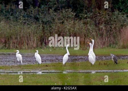 Airone comune (Ardea alba Casmerodius alba) e airone cinerino (Ardea cinerea) in piedi la zona litoranea della sua area di allevamento Foto Stock