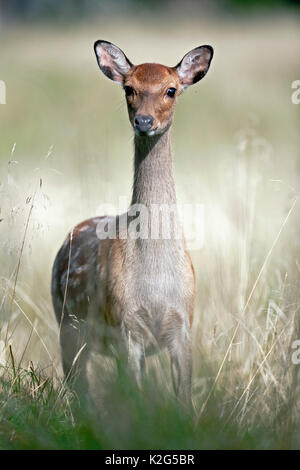 Sika cervo (Cervus nippon) hind guardando con attenzione il fotografo Foto Stock