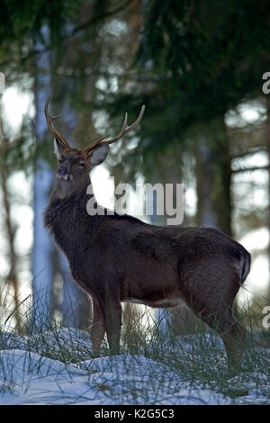 Cervi Sika, Dybowski cervo (Cervus nippon hortulorum) feste di addio al celibato in inverno Foto Stock