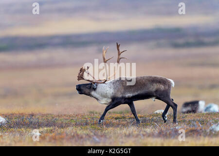 Renne (Rangifer tarandus), maschio nel solco Foto Stock