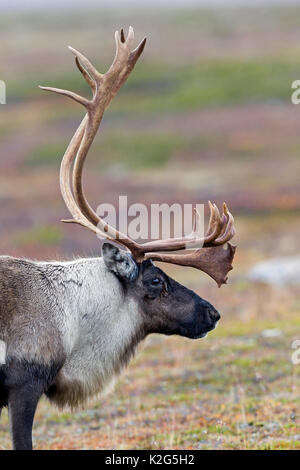 Renne (Rangifer tarandus), maschio nel solco Foto Stock