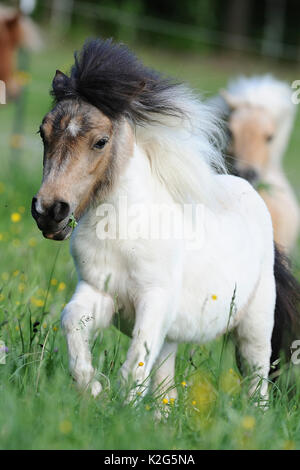 Pony Shetland . Pinto puledro al galoppo su un prato. Germania Foto Stock