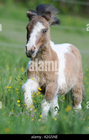 Pony Shetland . Pinto puledro al galoppo su un prato. Germania Foto Stock