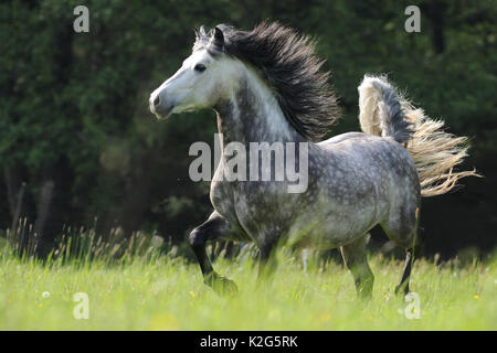 Pony Connemara. Stallone trotto su un prato fiorito. Germania Foto Stock