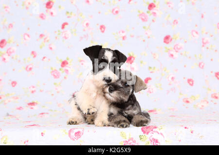 Particol-miniatura colorata Schnauzer und nero-argento Schnauzer in miniatura. Due Cuccioli seduto accanto a ciascun altro, visto contro uno sfondo con stampa fiori. Germania Foto Stock