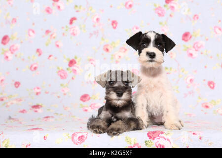 Particol-miniatura colorata Schnauzer und nero-argento Schnauzer in miniatura. Due Cuccioli seduto o disteso accanto a ciascun altro, visto contro uno sfondo con stampa fiori. Germania Foto Stock