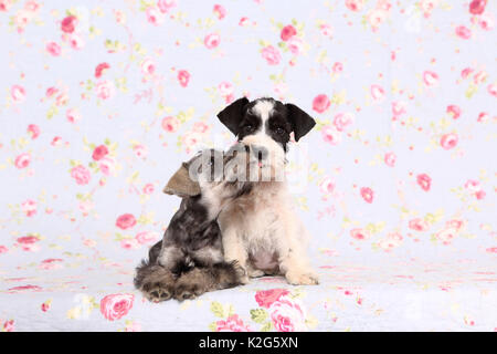 Particol-miniatura colorata Schnauzer und nero-argento Schnauzer in miniatura. Due Cuccioli seduto accanto a ciascun altro, visto contro uno sfondo con stampa fiori. Germania Foto Stock