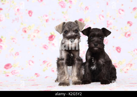 Particol-miniatura colorata Schnauzer und nero Schnauzer in miniatura. Due Cuccioli seduto accanto a ciascun altro, visto contro uno sfondo con stampa fiori. Germania Foto Stock