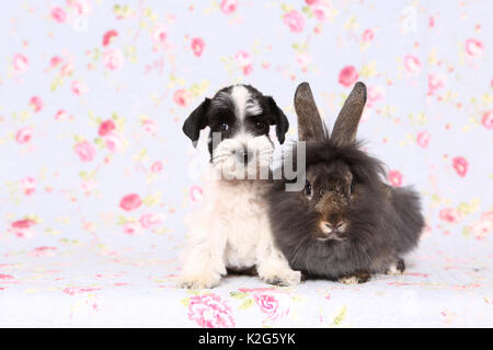 Particol-colorata Schnauzer miniatura seduto accanto a Lionhead rabbit, visto contro uno sfondo con stampa fiori. Germania Foto Stock