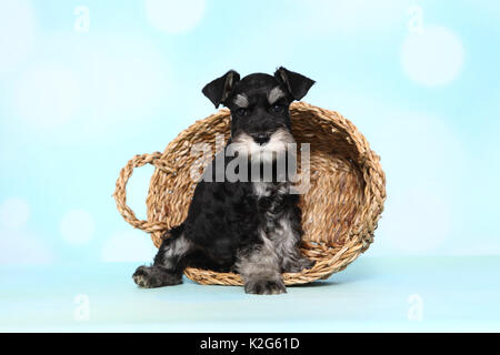 Schnauzer in miniatura. Cucciolo seduto in un cestello, visto contro un fondo azzurro. Germania Foto Stock