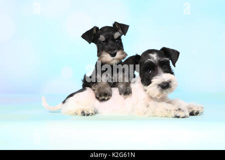 Particol-miniatura colorata Schnauzer und nero-argento Schnauzer in miniatura. Due Cuccioli che giace accanto a ciascun altro, visto contro un fondo azzurro. Germania Foto Stock