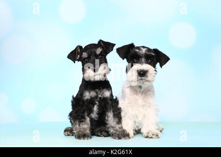 Particol-miniatura colorata Schnauzer und nero-argento Schnauzer in miniatura. Due Cuccioli seduto accanto a ciascun altro, visto contro un fondo azzurro. Germania Foto Stock