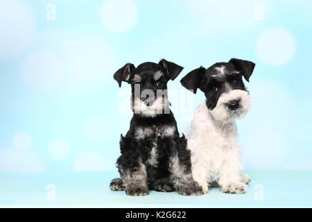 Particol-miniatura colorata Schnauzer und nero-argento Schnauzer in miniatura. Due Cuccioli seduto accanto a ciascun altro, visto contro un fondo azzurro. Germania Foto Stock