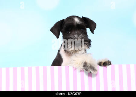 Particol-colorata Schnauzer in miniatura. Puppy in una scatola a strisce, visto contro un fondo azzurro. Germania Foto Stock