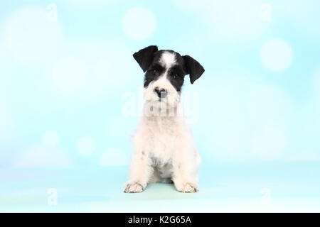 Particol-colorata Schnauzer in miniatura. Cucciolo di seduta, visto contro un fondo azzurro. Germania Foto Stock