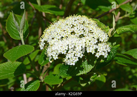 Wayfaring Tree, Hoarwithy, Twistwood, pasto Tree (Viburnum lantana), fioritura Foto Stock