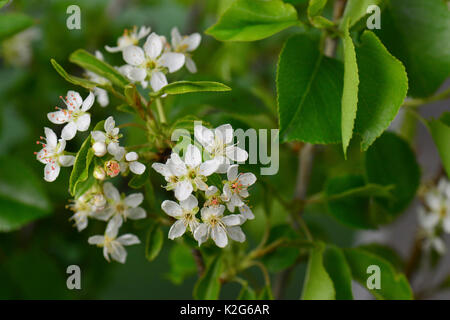 Amarene ciliegia, St. Lucie Ciliegio (Prunus amarene), fioritura ramoscello Foto Stock