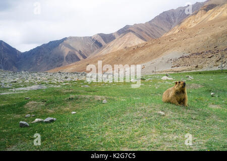 La marmotta himalayana con il paesaggio naturale in Leh Ladakh, Jammu e Kashmir India Foto Stock