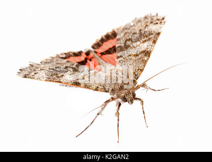 Red Butterfly underwing davanti a uno sfondo bianco Foto Stock
