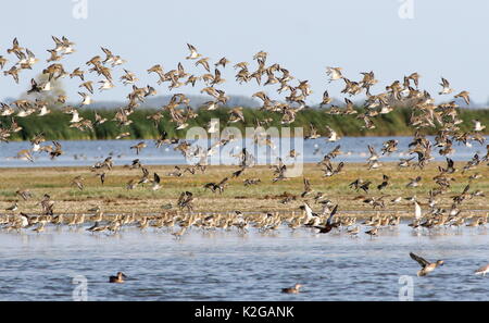 Grande gregge di European Golden plovers (Pluvialis apricaria) in volo. Foto Stock