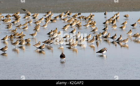 Grande gregge di European Golden plovers (Pluvialis apricaria) in volo. Foto Stock