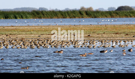 Grande gregge di European Golden plovers (Pluvialis apricaria) in volo. Foto Stock