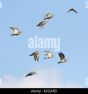 Piccolo gregge della European Golden plovers (Pluvialis apricaria) in volo. Foto Stock