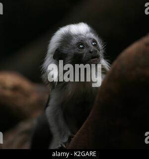Baby cotone top tamarin o Pinché tamarin (Saguinus oedipus), nativo di nord ovest della Colombia Foto Stock