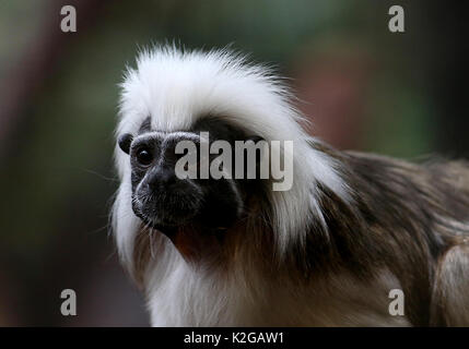 Il cotone top tamarin o Pinché tamarin (Saguinus oedipus), nativo di nord ovest della Colombia Foto Stock