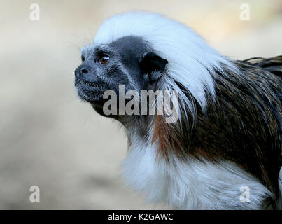 Il cotone top tamarin o Pinché tamarin (Saguinus oedipus) ritratto, visto di profilo. Originaria del Nord Ovest della Colombia Foto Stock