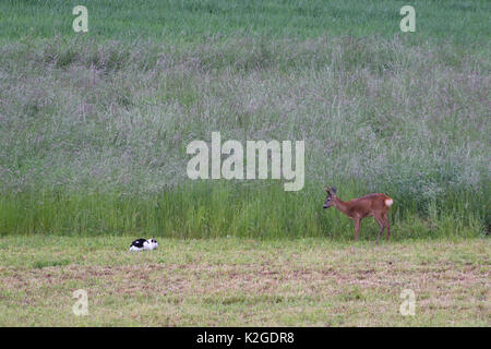 Il gatto domestico guardando il capriolo (Capreolus capreolus) a bordo campo, Vosges, Francia, 2015 Foto Stock