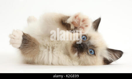 Gattini Ragdoll, dieci settimane, giacente sul suo lato. Foto Stock