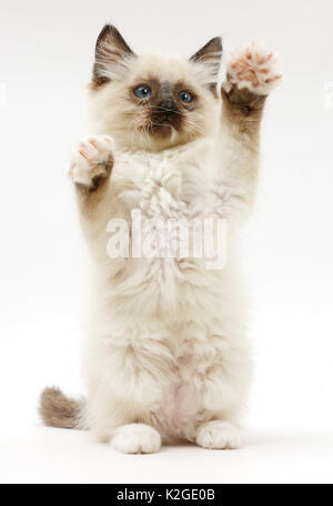 Gattini Ragdoll, dieci settimane, raggiungendo fino in modo giocoso. Foto Stock