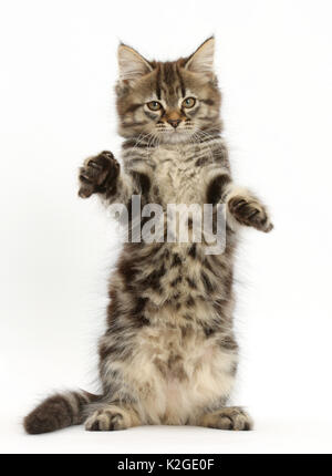 Tabby kitten sulle zampe posteriori con zampe. Foto Stock