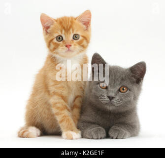 Lo zenzero gattino e Blue British Shorthair gattino. Foto Stock