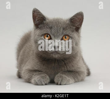 Blue British Shorthair kitten su sfondo grigio. Foto Stock