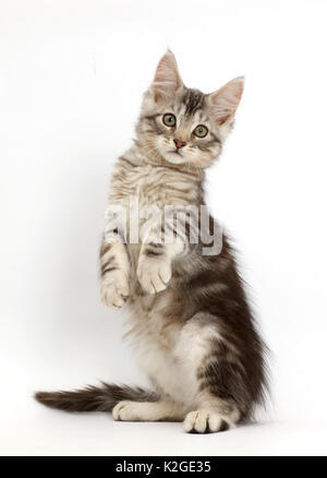 Silver tabby kitten, Loki, 11 settimane, in piedi sul haunches. Foto Stock