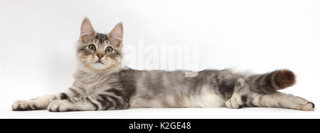 Silver tabby kitten, Loki, di età di 3 mesi, che giace disteso e rilassante. Foto Stock