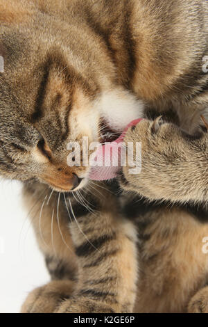 Tabby kitten toelettatura zampa. Foto Stock