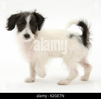 Bianco e Nero Jack-a-poo, Jack Russell cross Poodle pup, di età di 8 settimane. Foto Stock