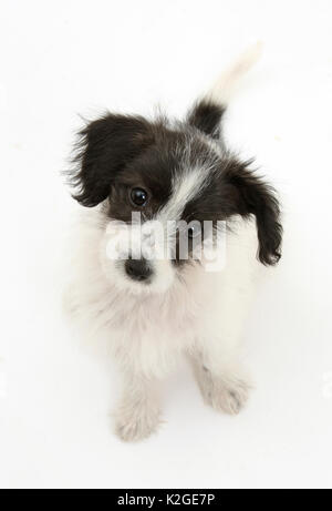 Bianco e Nero Jack-a-poo cane, Jack Russell cross Poodle pup, 8 settimane di età, seduta. Foto Stock
