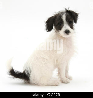 Bianco e Nero Jack-a-poo cane, Jack Russell cross Poodle pup, 8 settimane di età, seduta. Foto Stock