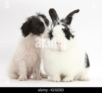 In bianco e nero Jack-a-poo, Jack Russell croce cane barboncino pup, di età di 8 settimane e in bianco e nero il coniglio. Foto Stock