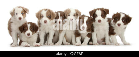 Gruppo di cioccolato e lilla Border Collie cuccioli. Foto Stock