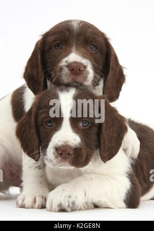 Lavorando English Springer spaniel cuccioli, di età di 6 settimane. Foto Stock